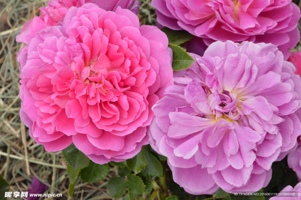 月季花