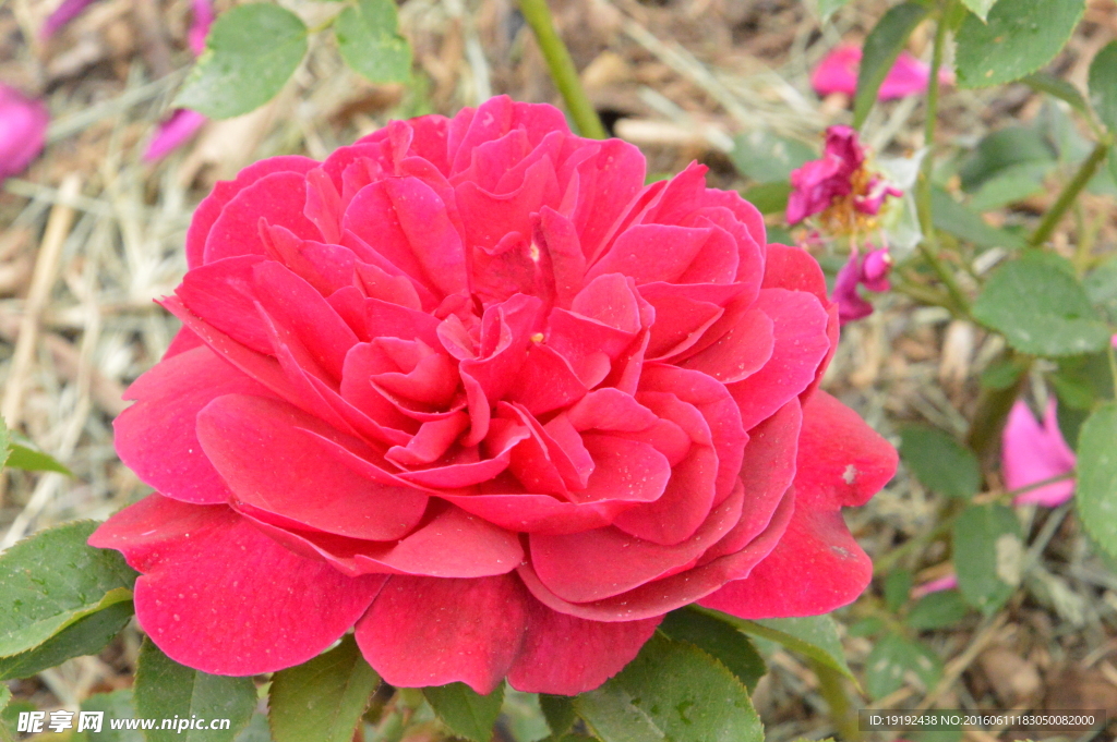 月季花