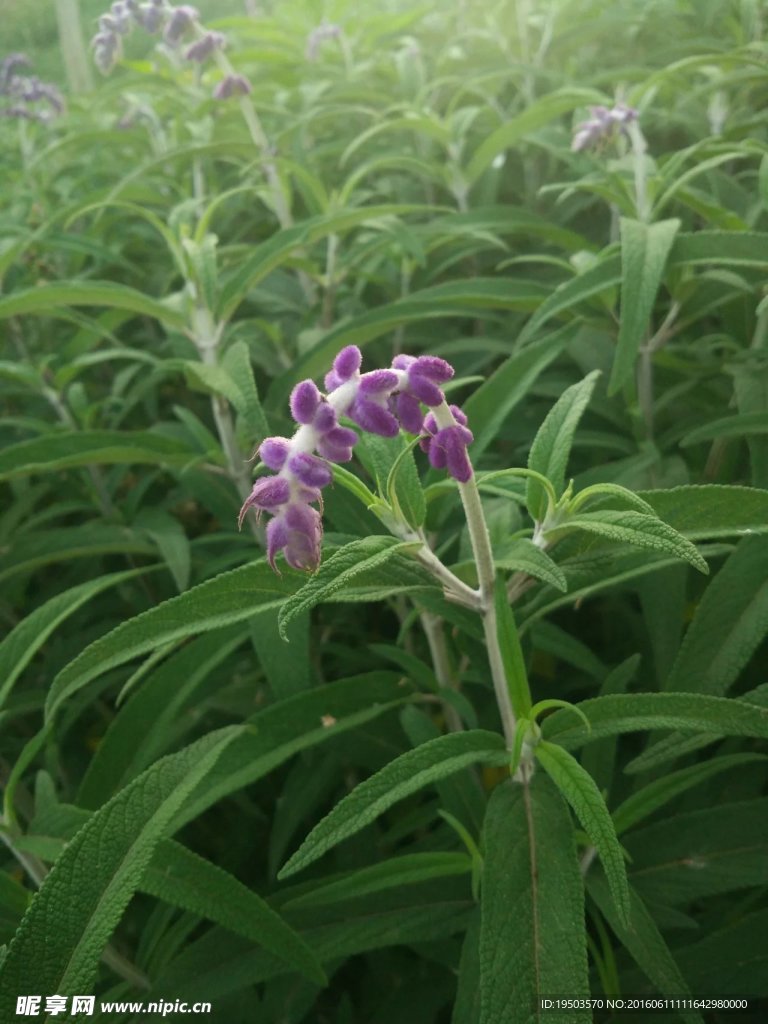 盛开的紫花