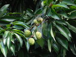 荔枝