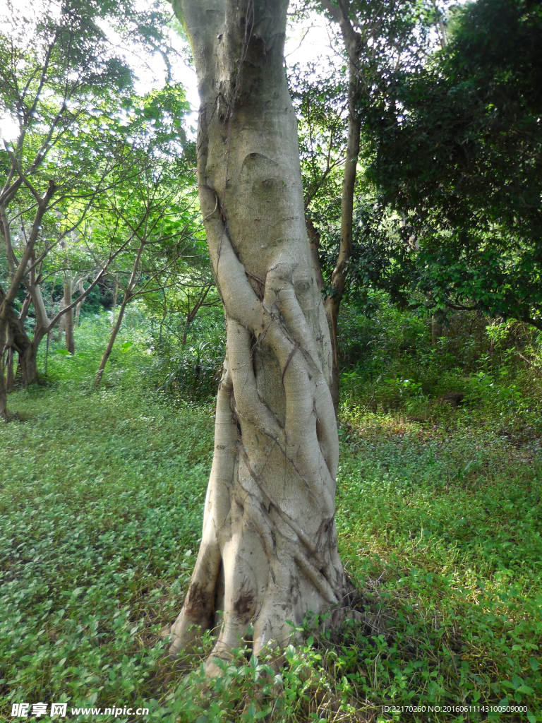 树干　大树