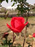 月季花