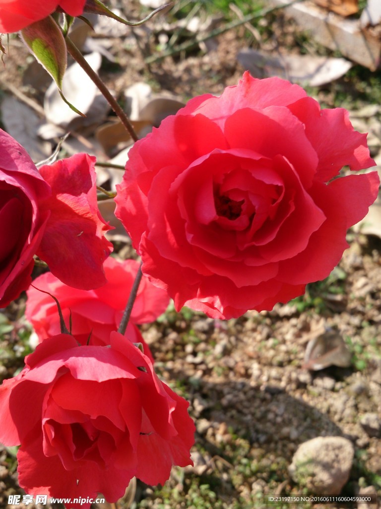 月季花