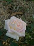 月季花