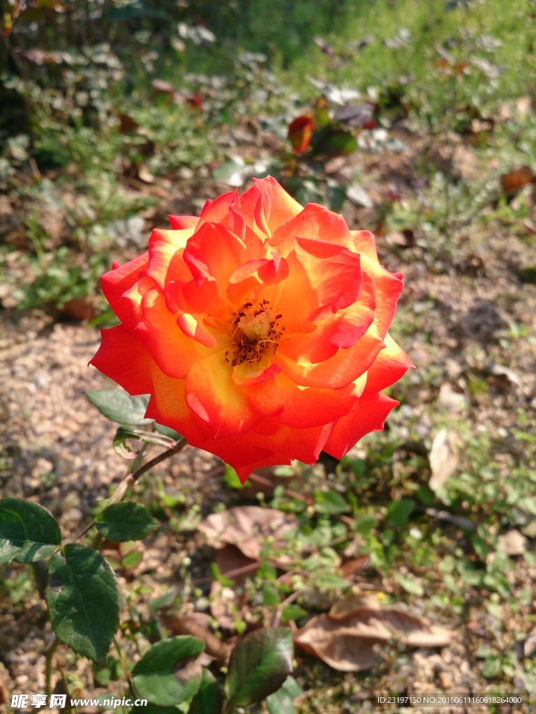 月季花