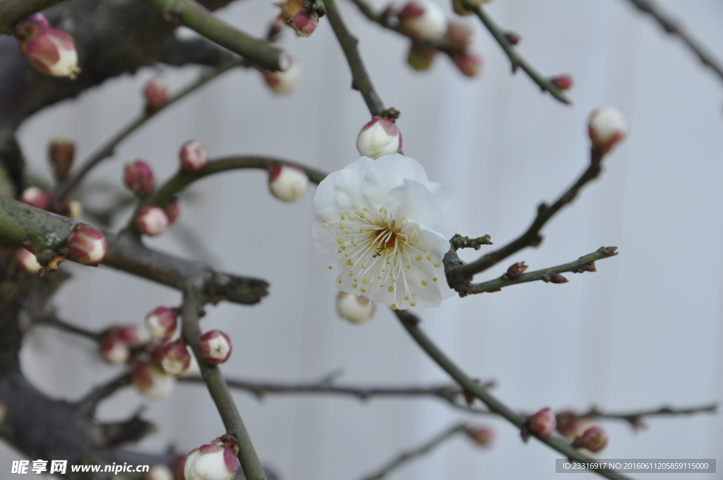 梅花
