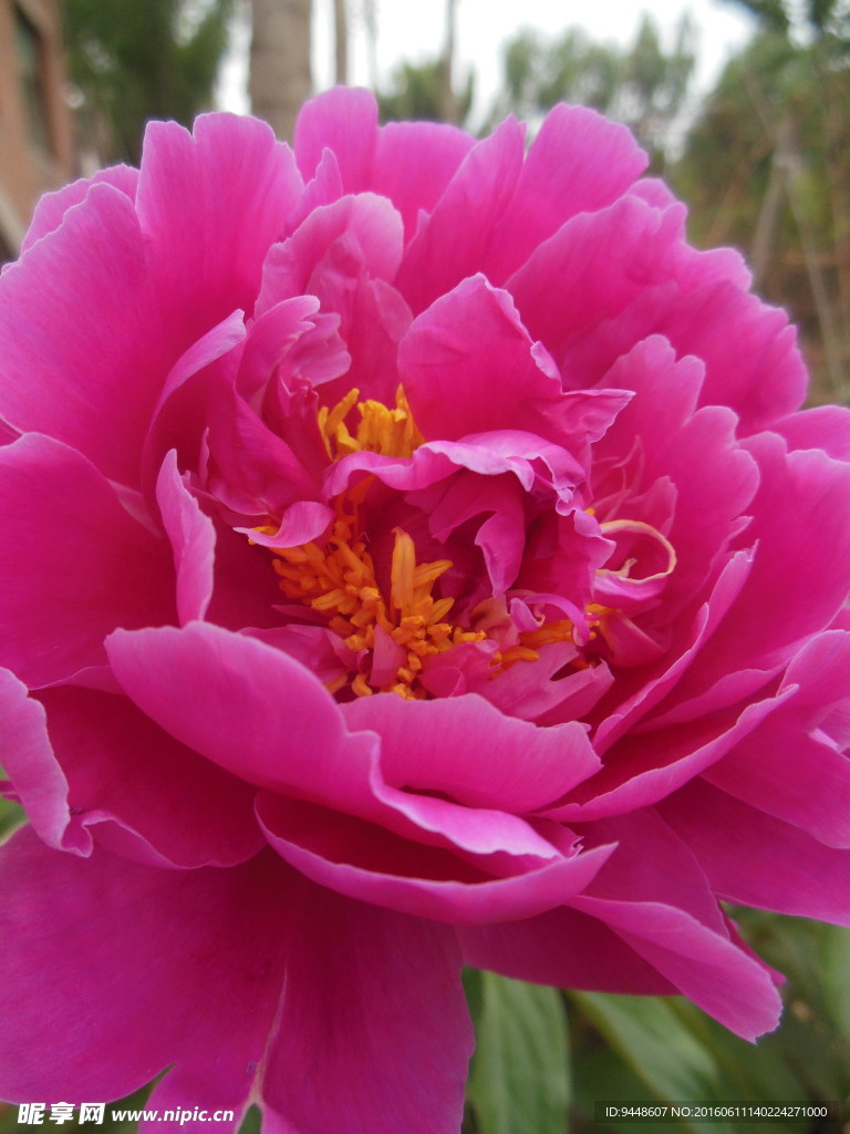 芍药花