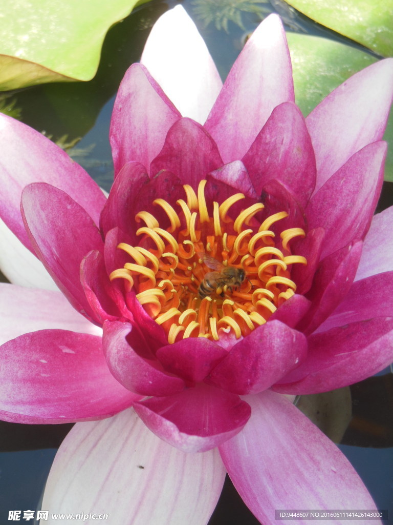 睡莲花