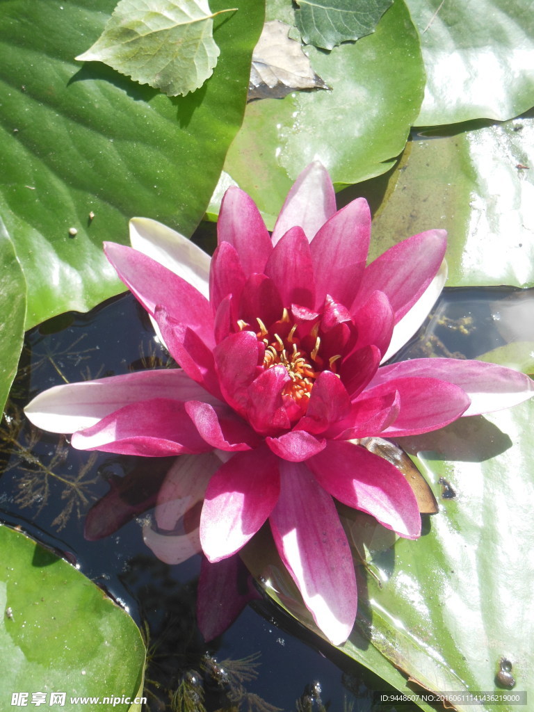 睡莲花