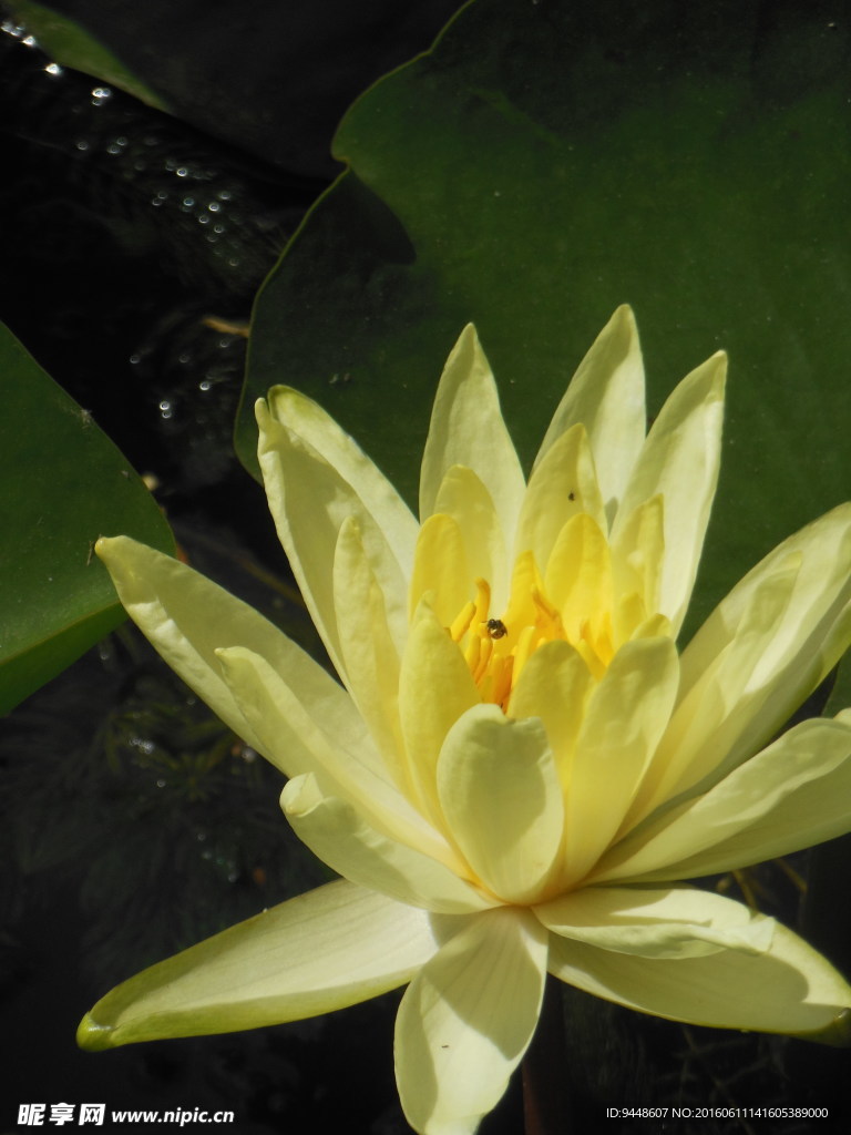 睡莲花