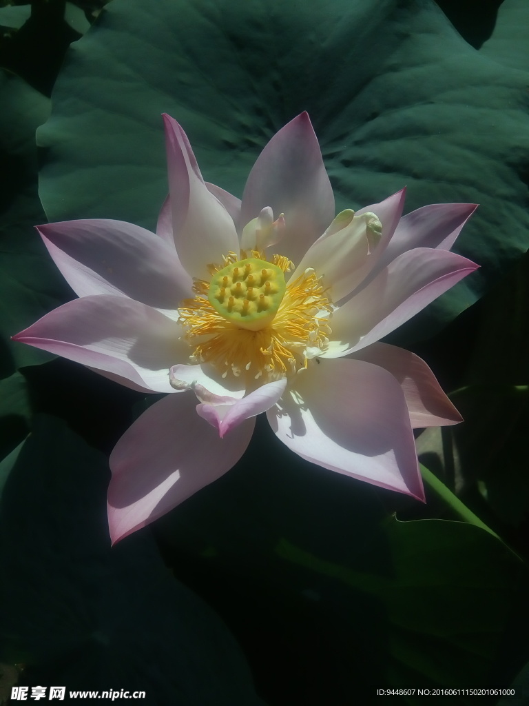 荷花