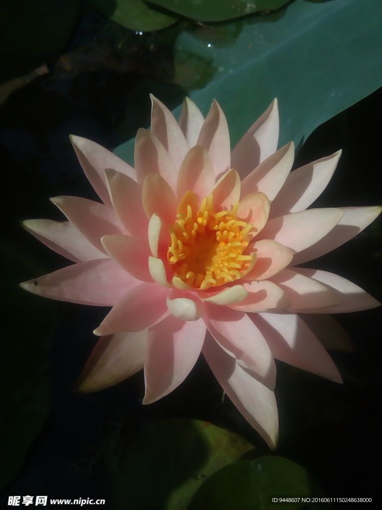 睡莲花