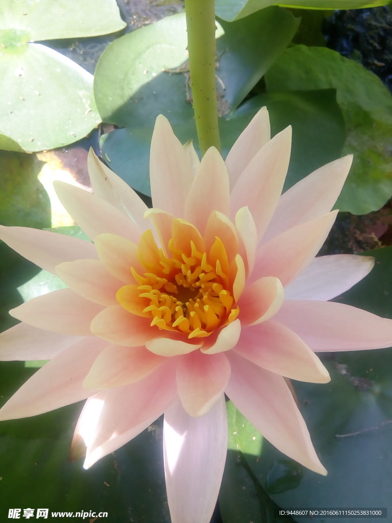 睡莲花