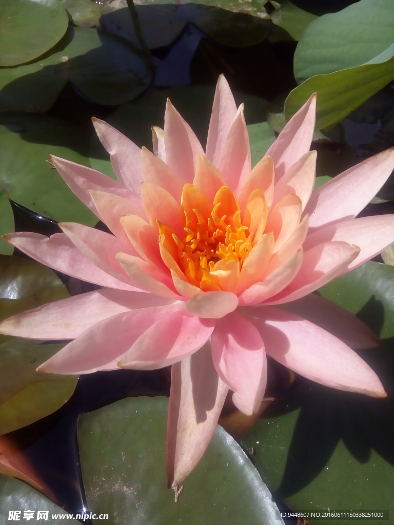 睡莲花