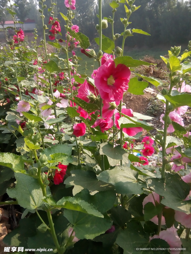 蜀葵花