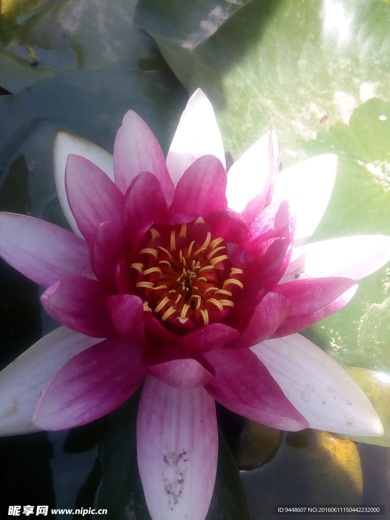 睡莲花