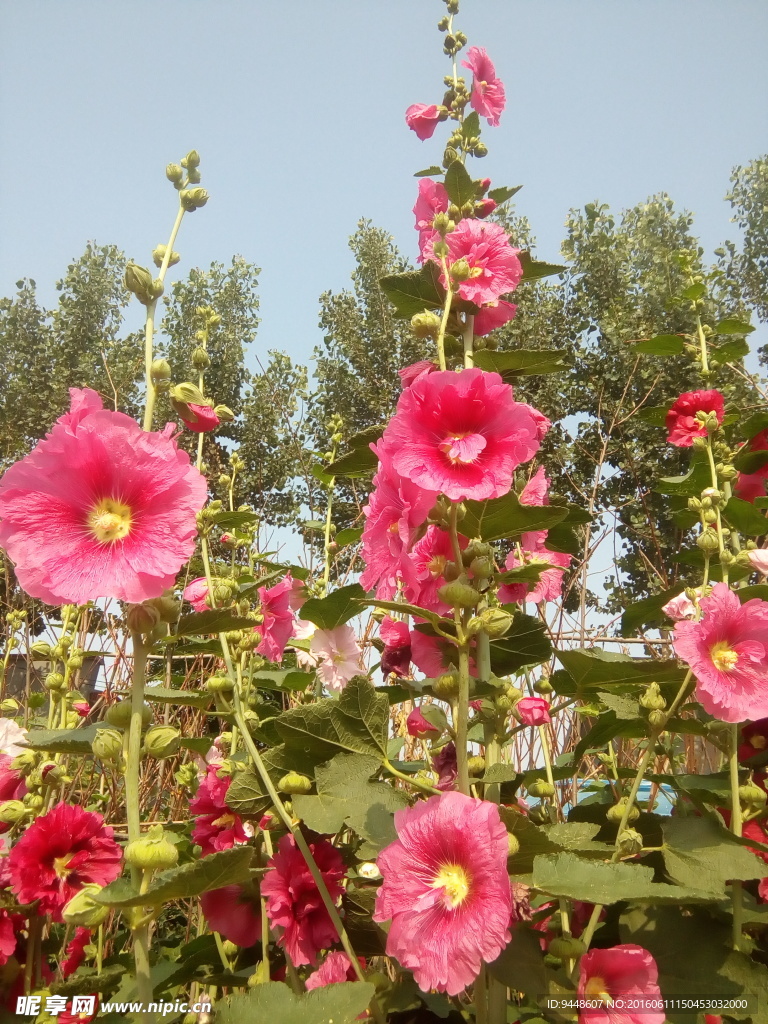 蜀葵花