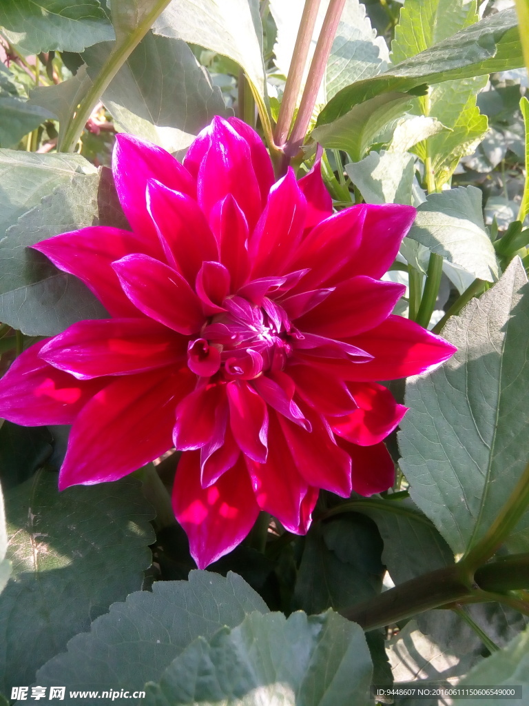 大丽花