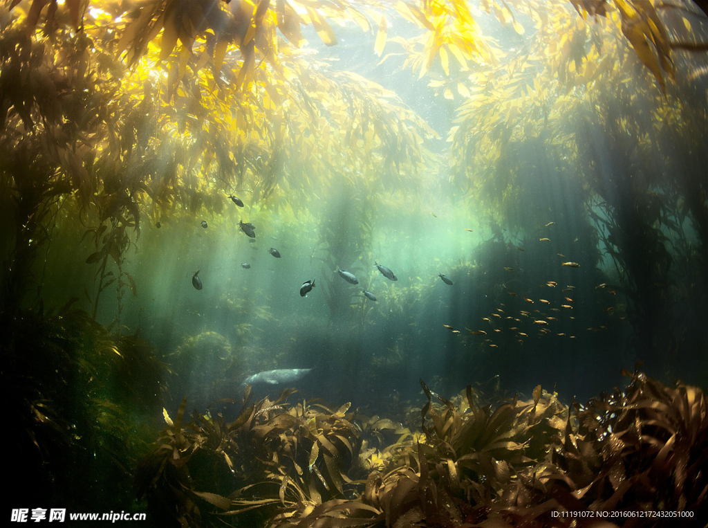 海底生物