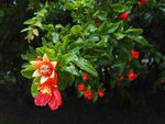 石榴花