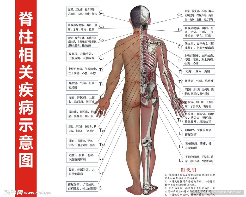 喜来健  脊柱骨骼示意图