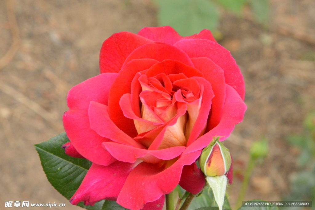 月季花