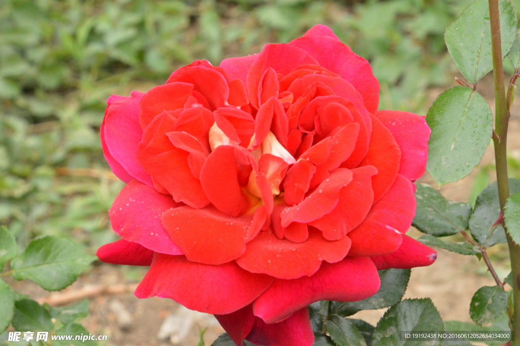 月季花