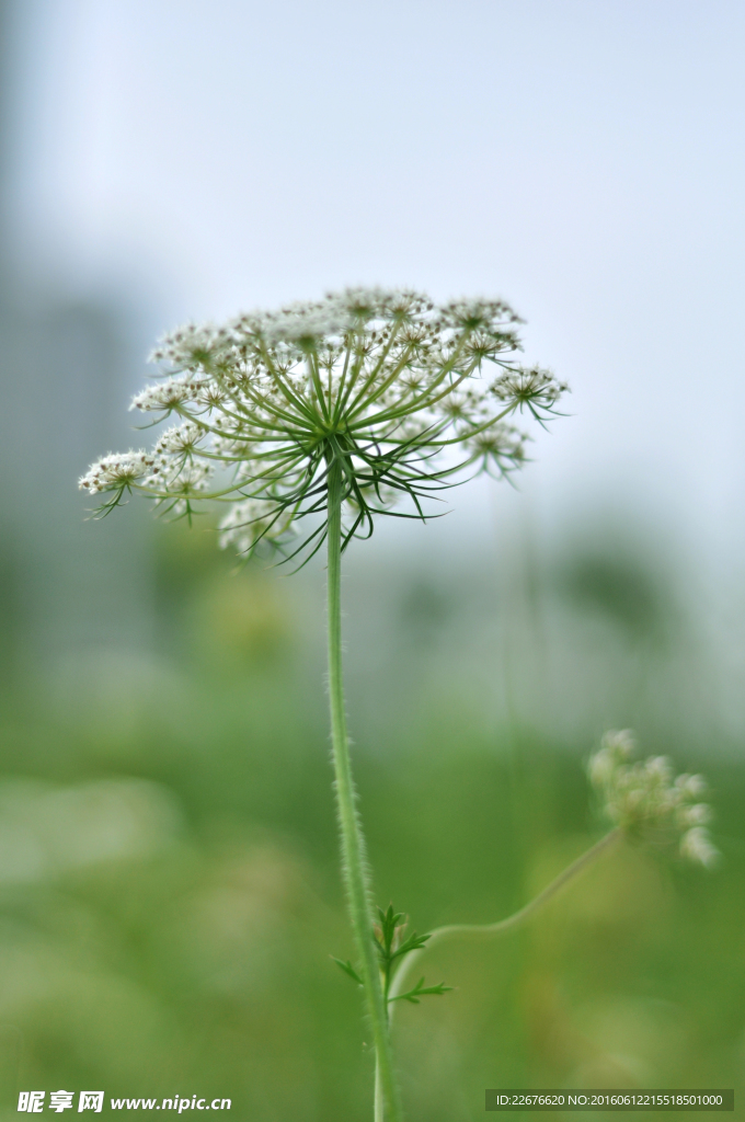 伞状花