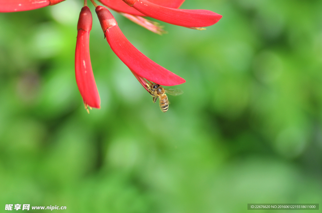 花与蜜蜂