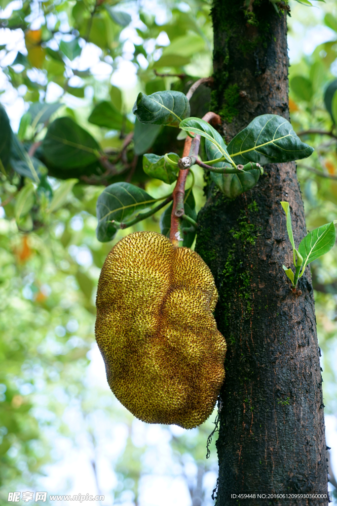菠萝蜜