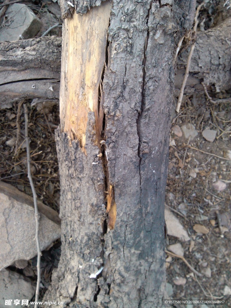 干枯苹果树