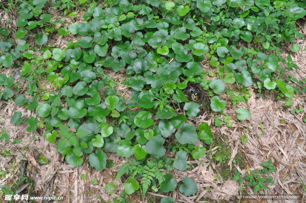植物