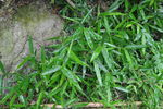 竹叶 植物