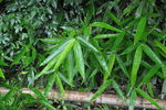 竹叶 植物