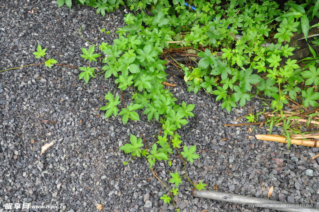 植物
