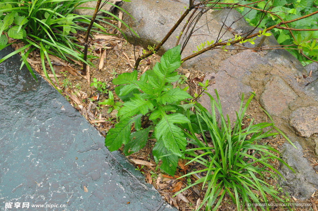 植物