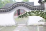 铁树
