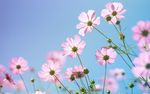 清新的花