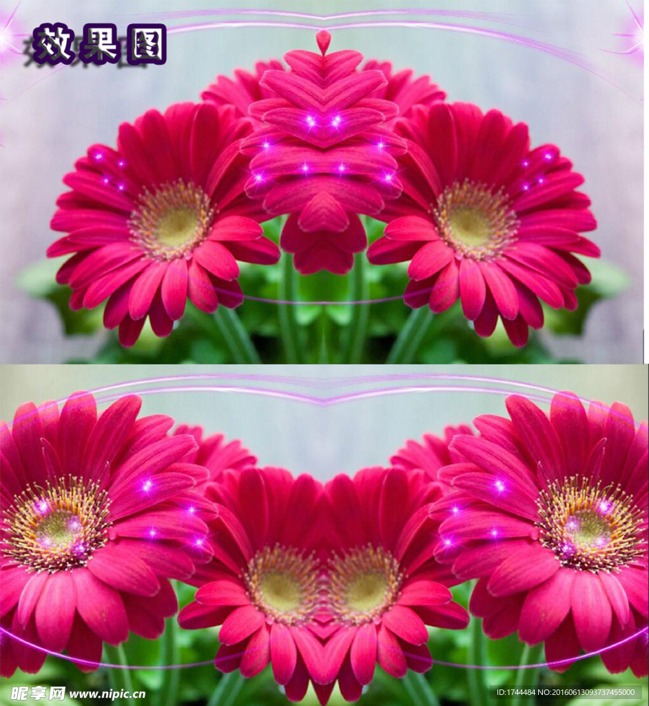 唯美葵花花朵视频背景