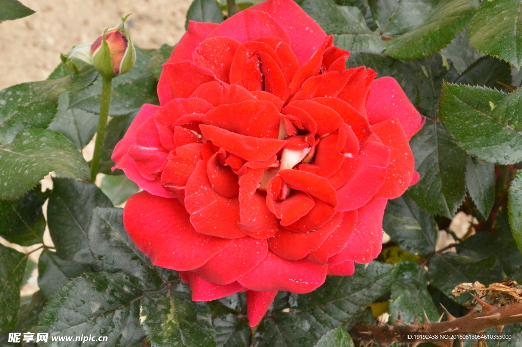 月季花