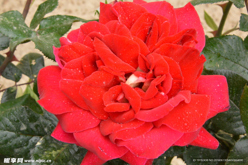月季花