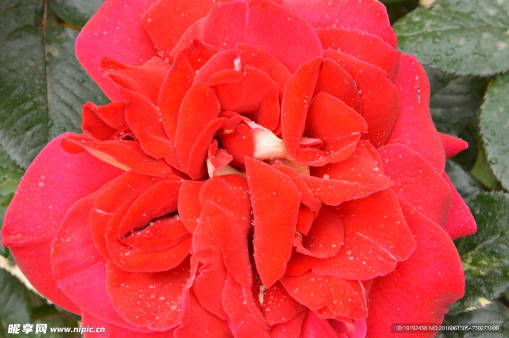 月季花