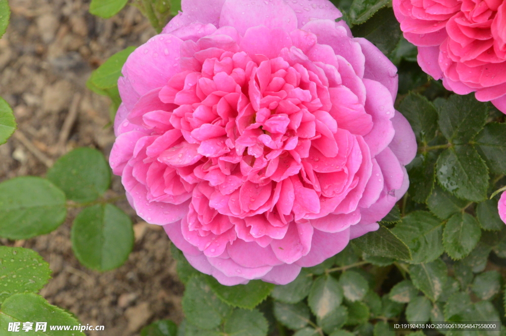 月季花