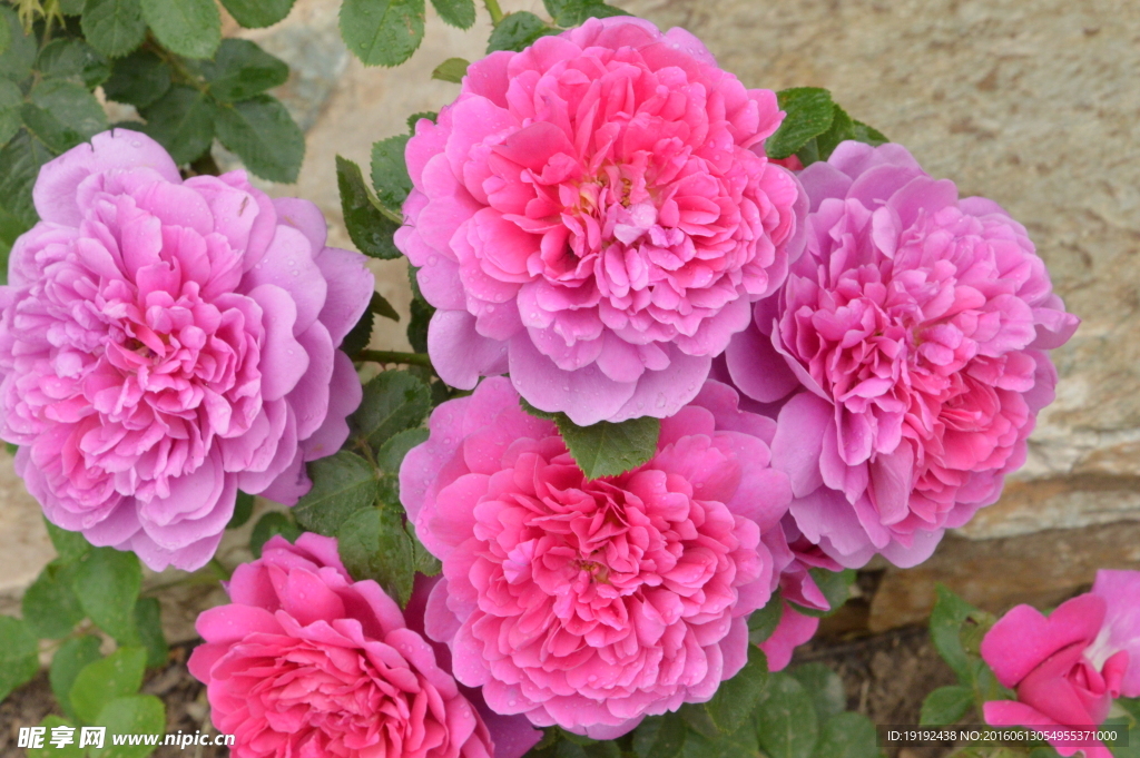 月季花