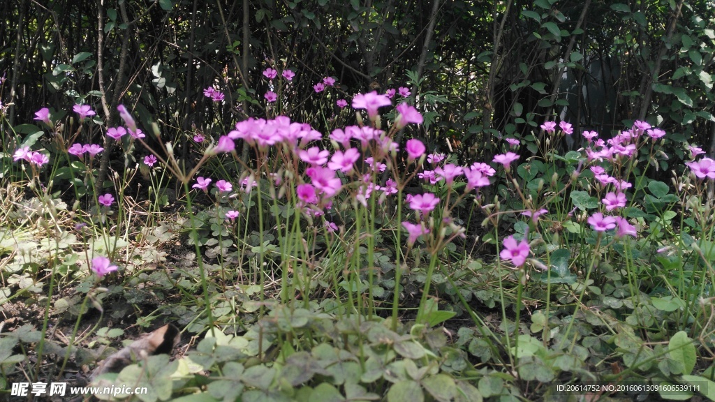 美丽的花朵