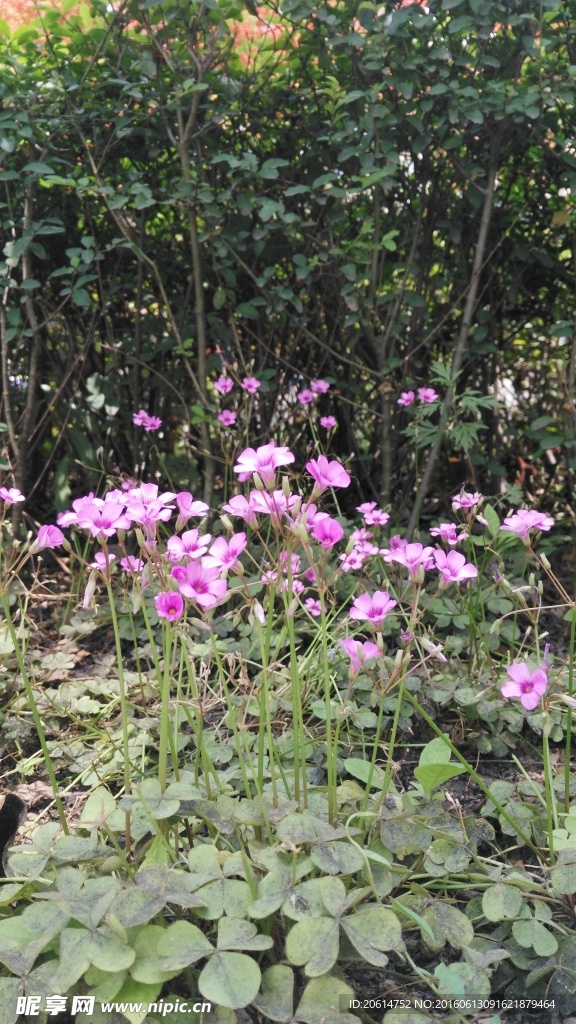 美丽的花朵