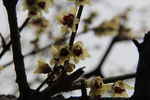腊梅花