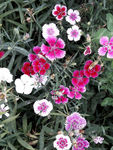 鲜花 野花