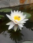 白荷花
