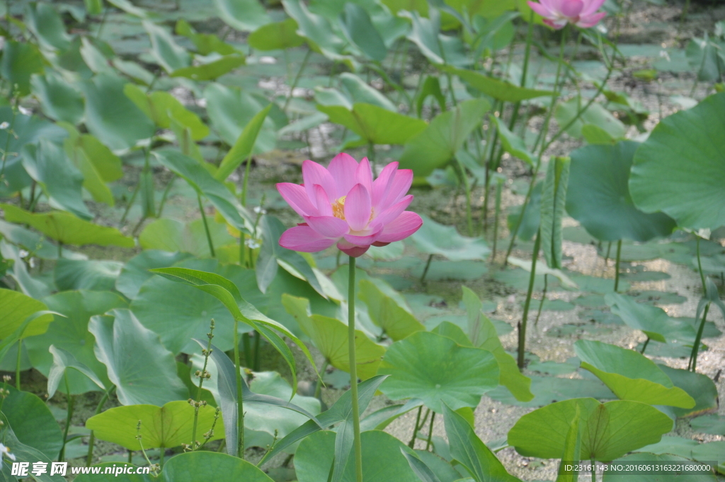 荷花